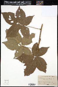 Rubus canadensis image