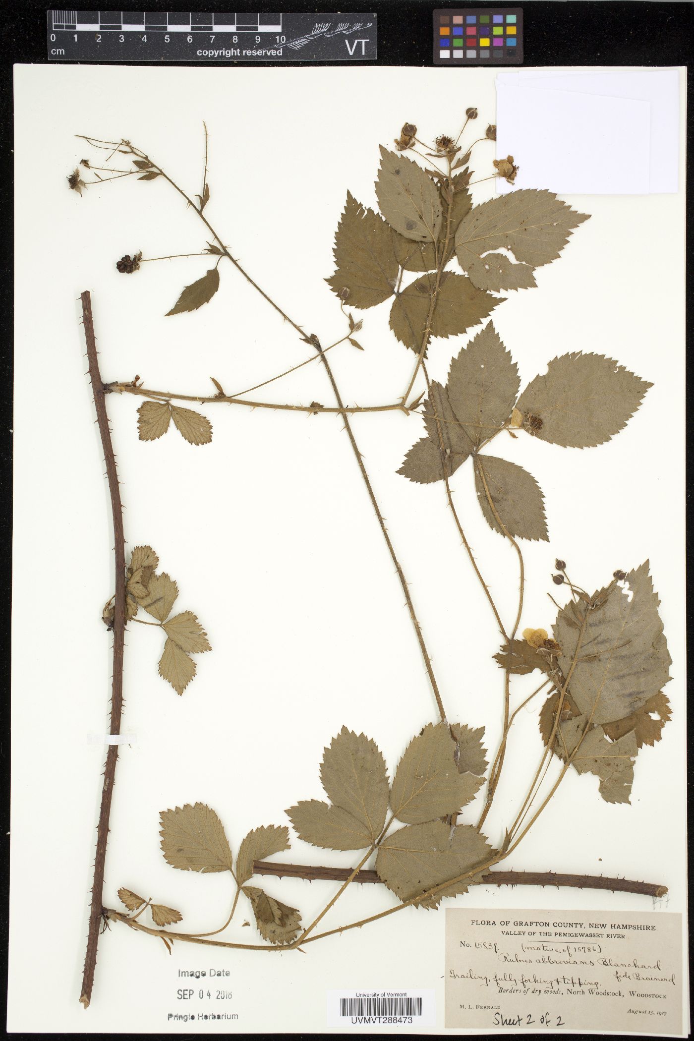 Rubus abbrevians image