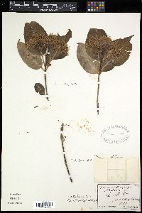 Viburnum cassinoides image