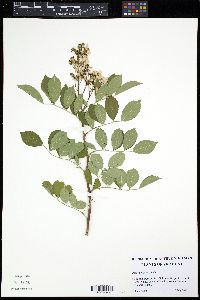 Rosa multiflora image