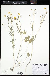 Ranunculus auricomus image