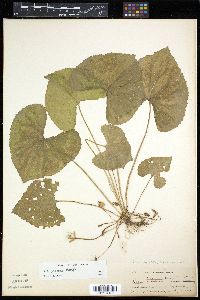 Image of Viola dicksonii