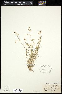 Cerastium arvense image