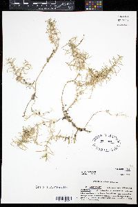 Cerastium arvense image