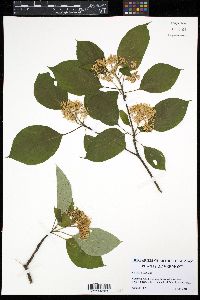 Cornus alternifolia image