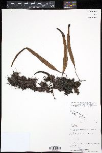 Pyrrosia longifolia image