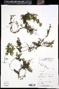 Image of Hymenophyllum angulosum