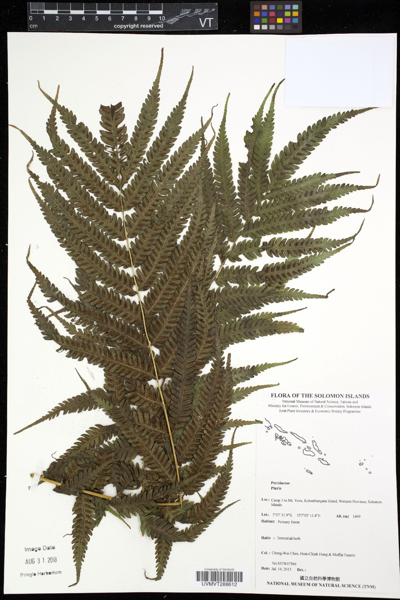 Pteris wallichiana var. samoensis image