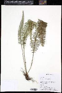 Image of Terpsichore taxifolia