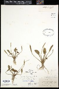 Sagittaria heterophylla image