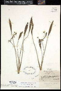 Sagittaria heterophylla image