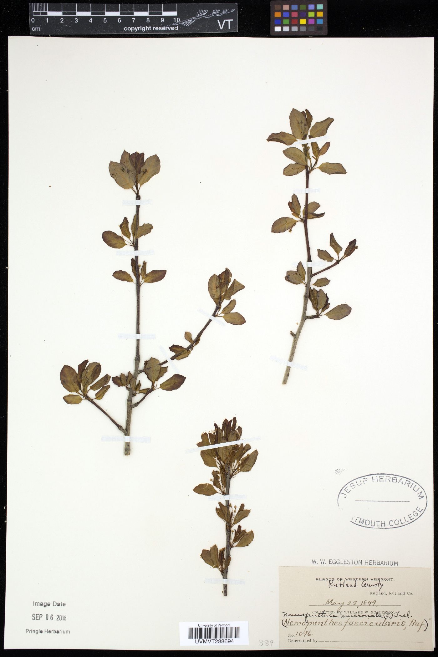 Nemopanthes image