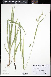 Carex formosa image