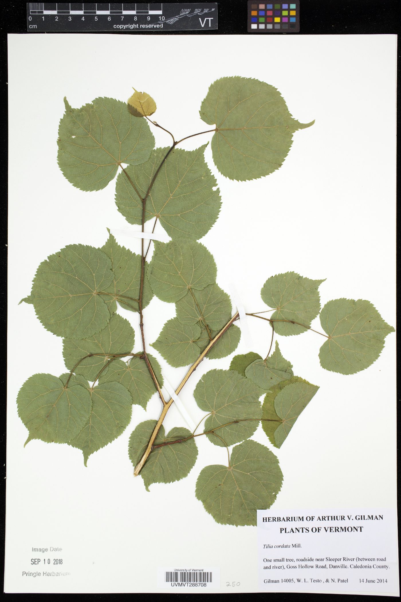 Tilia cordata image