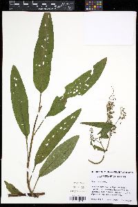 Rumex verticillatus image