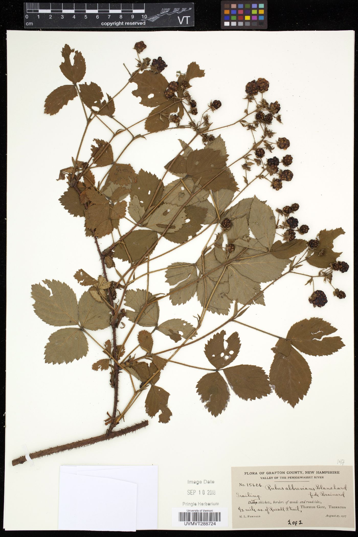 Rubus abbrevians image