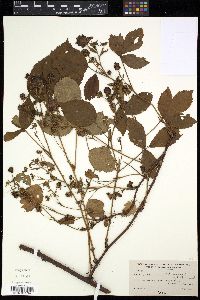 Rubus abbrevians image