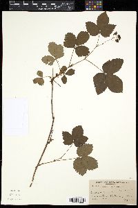 Rubus hispidus image