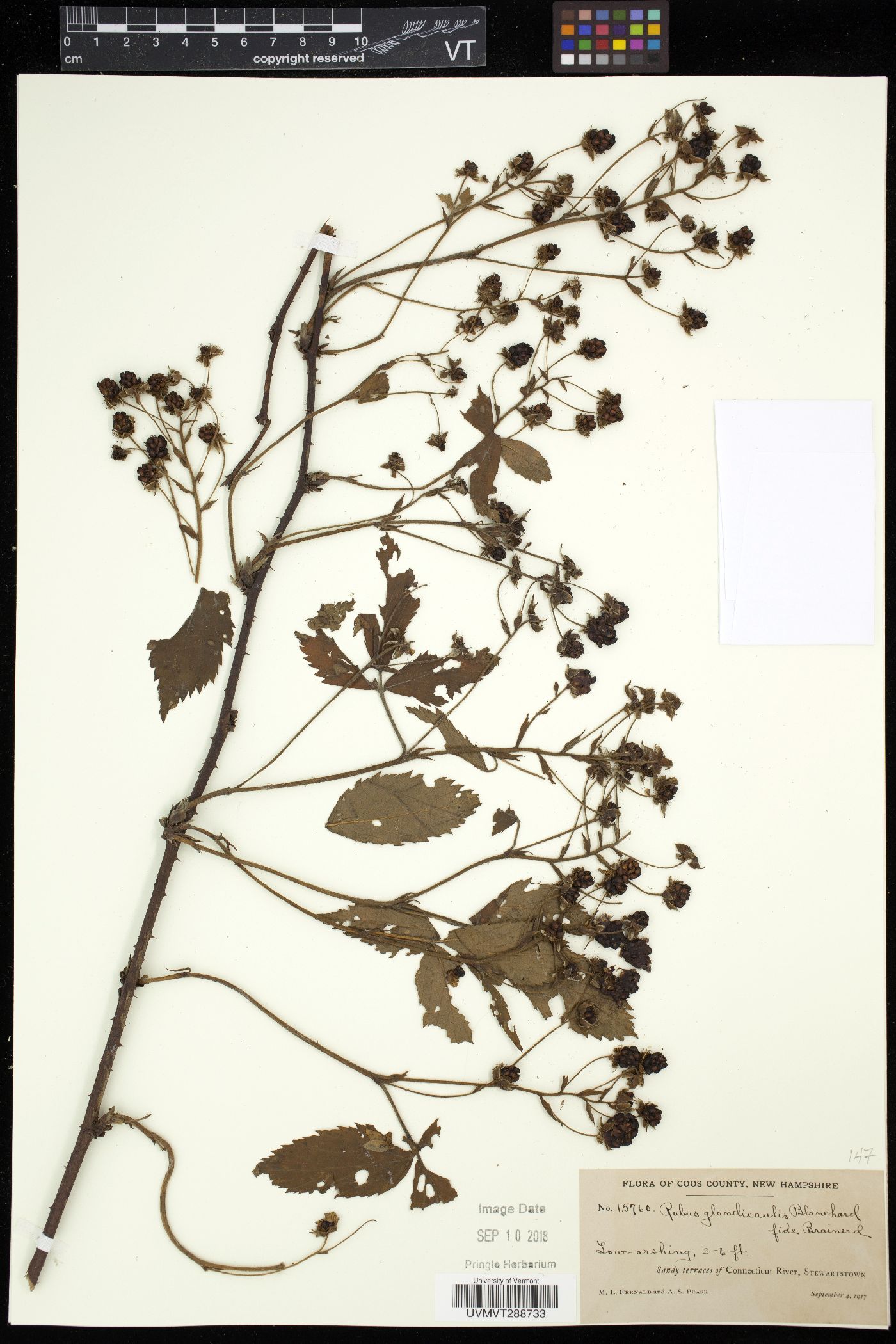 Rubus glandicaulis image