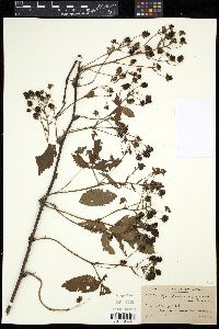 Rubus glandicaulis image