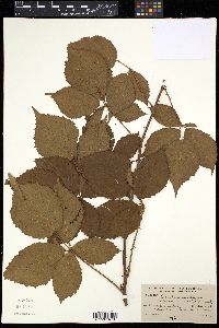 Rubus frondosus image