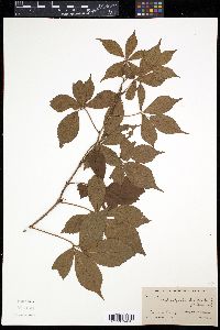 Rubus frondisentis image