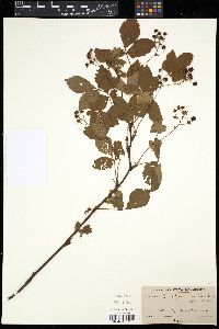 Rubus frondisentis image