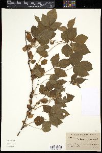 Rubus frondisentis image