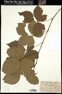 Rubus frondosus image