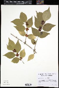 Lonicera maackii image