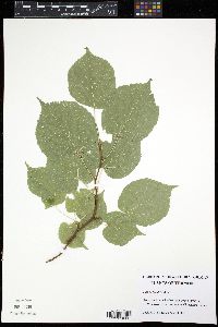 Tilia cordata image