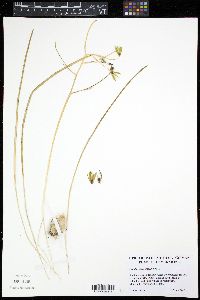 Ornithogalum umbellatum image