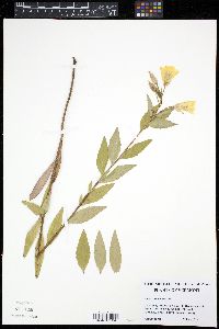 Oenothera pilosella image