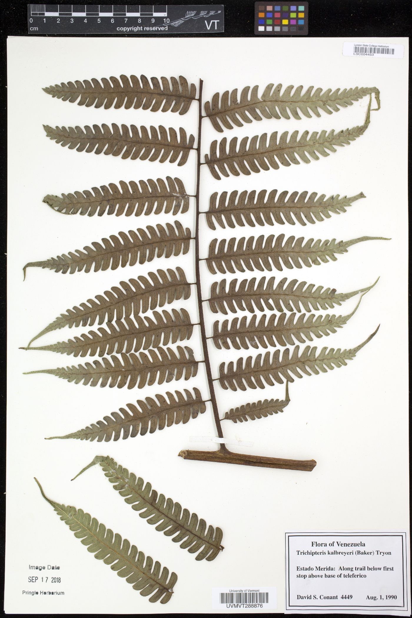 Cyathea kalbreyeri image