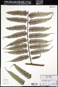 Cyathea kalbreyeri image