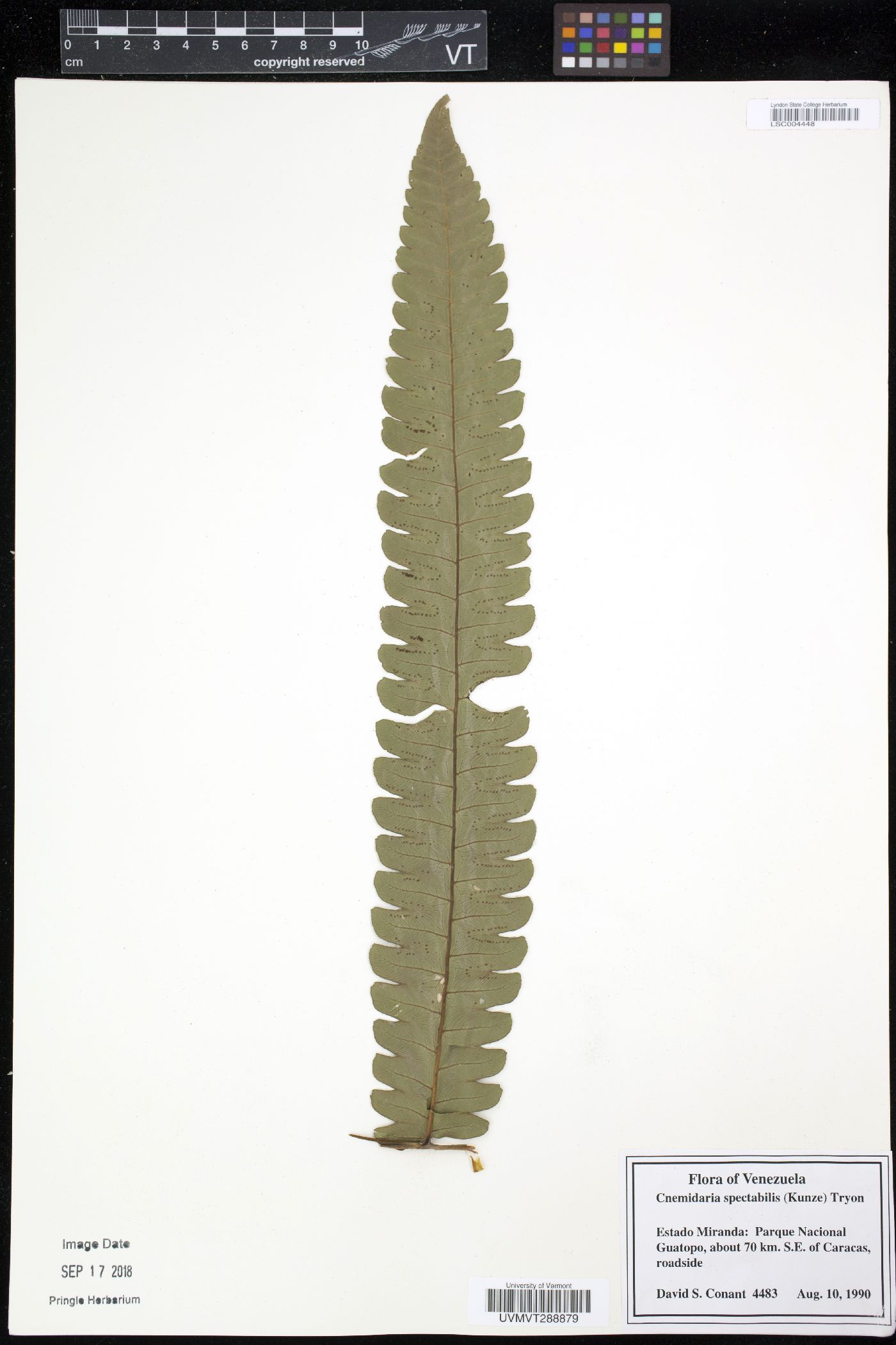 Cnemidaria spectabilis image