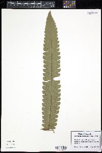Image of Cnemidaria spectabilis