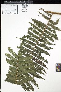 Cyathea tenera image