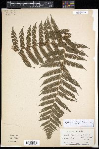 Cyathea tenera image