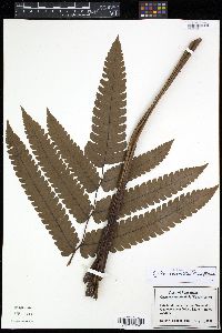 Cyathea spectabilis image