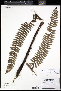 Cyathea venezuelensis image