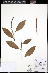 Image of Bruguiera parviflora