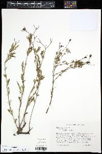 Hypericum kalmianum image