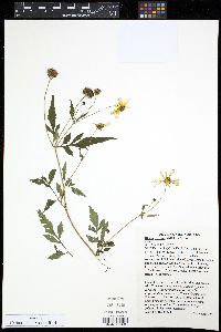 Bidens aristosa image