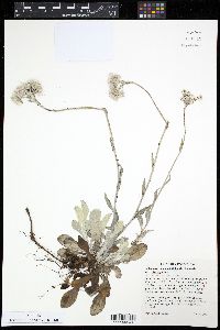 Antennaria plantaginifolia var. plantaginifolia image