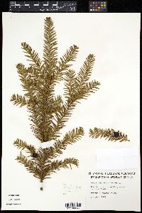 Taxus canadensis image