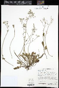 Youngia japonica image