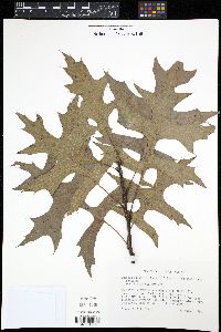 Quercus palustris image