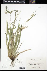 Carex arctata image