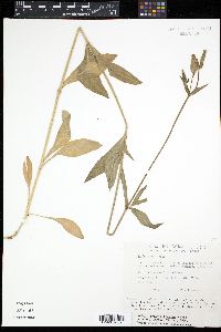 Silene latifolia image